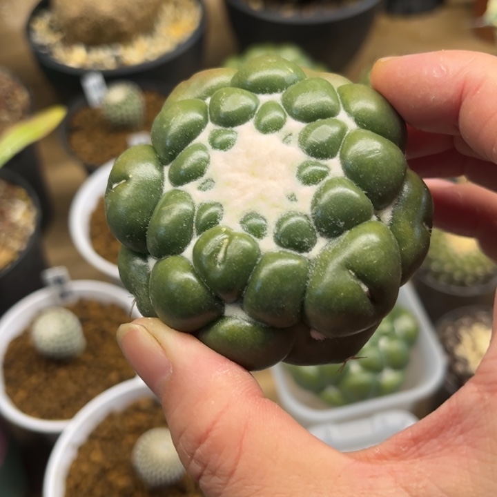 花*南无刺象牙仙人球多肉