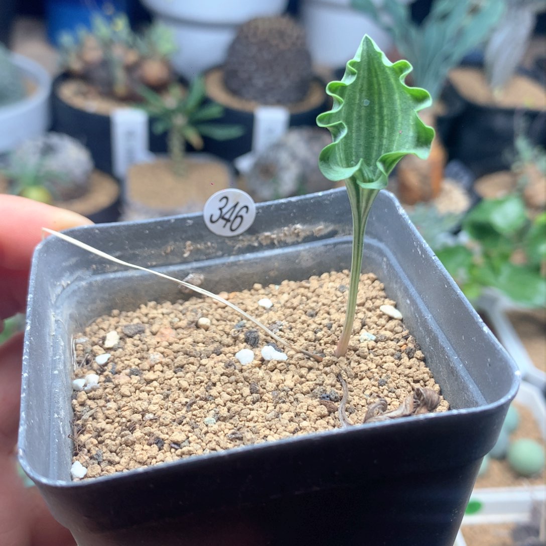 波动雾冰玉带盆多肉