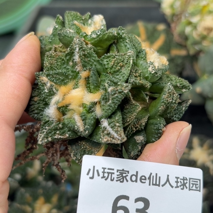 63有根 辛顿 群生