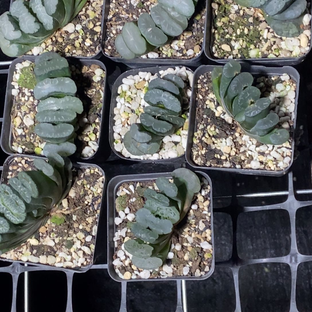 白***京是是是是是是是是是寿