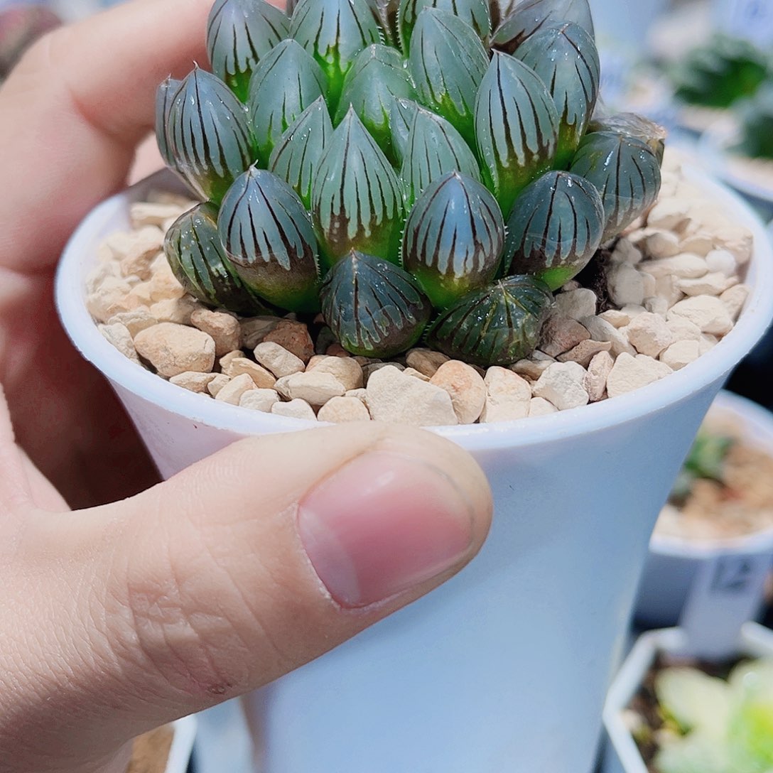 黑姬雨露新手好养