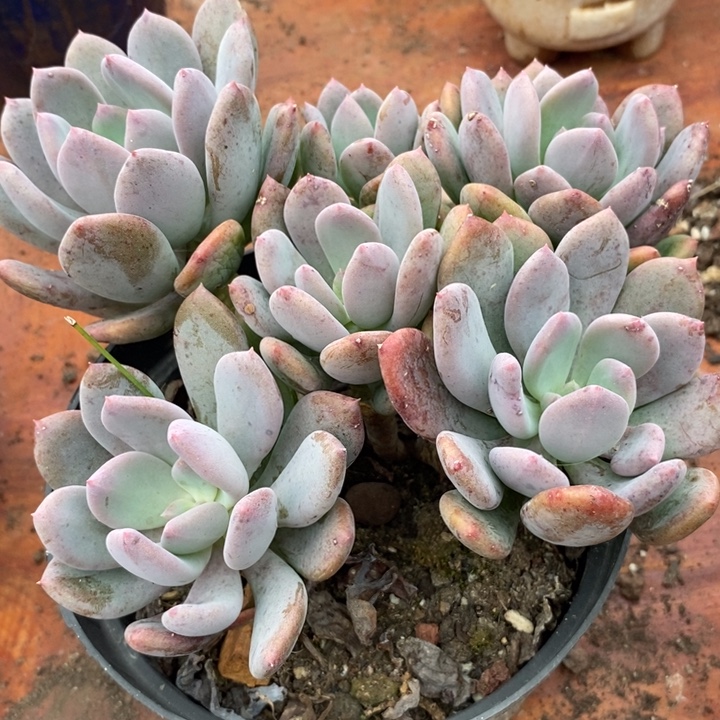 灰菇凉整无砍多肉