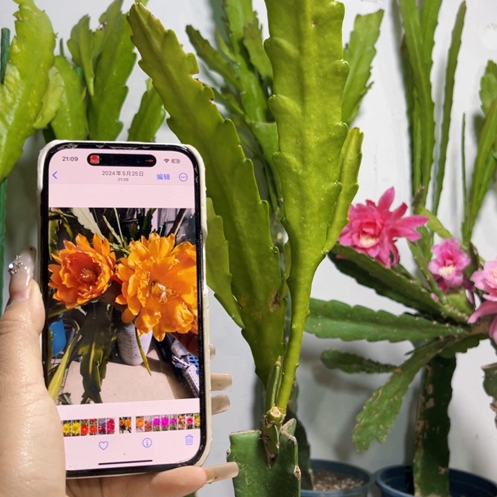 当前无花栽培后可以开花731