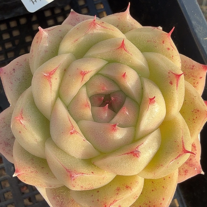 0113-23 边线包子麦秆