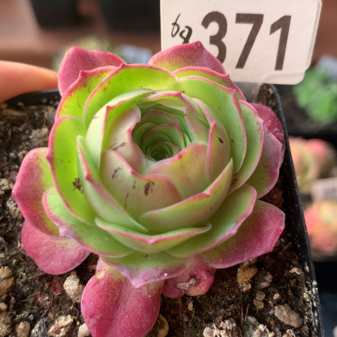 山地玫瑰不知名371