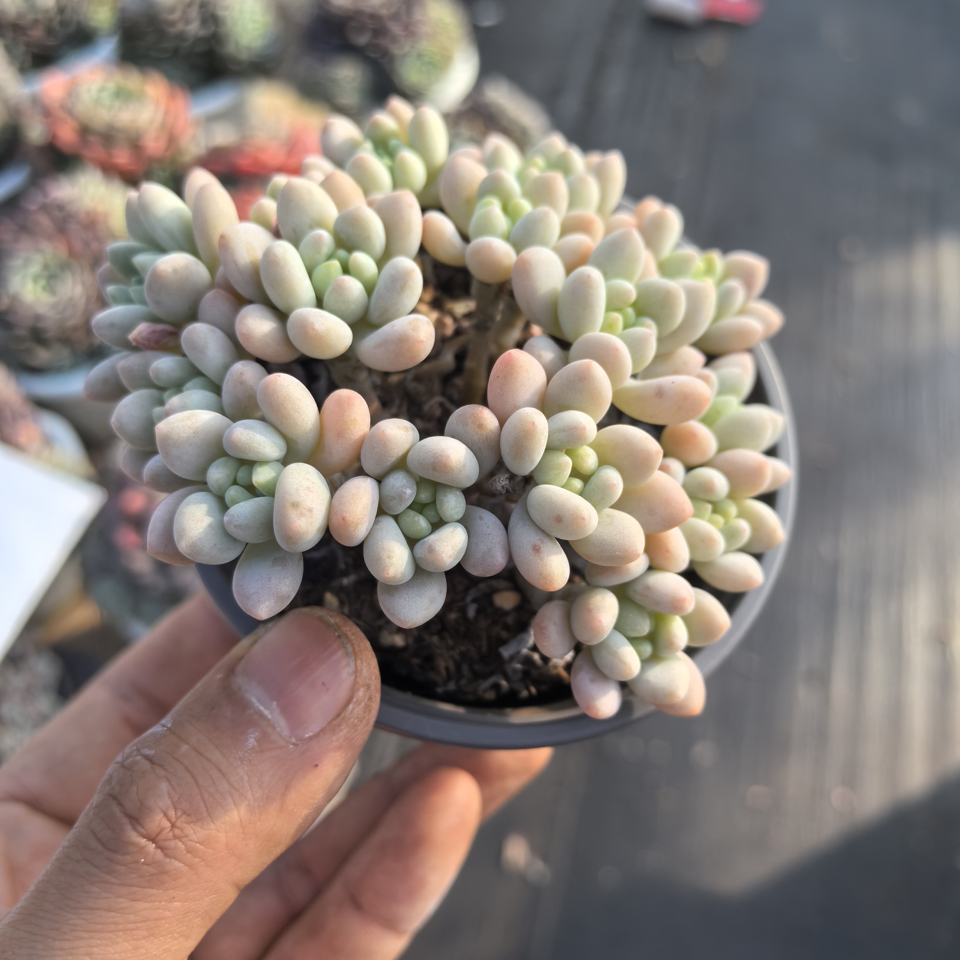 ynlkk洛可可鱼子酱带盆土多肉植物易养活适合阳台盆栽