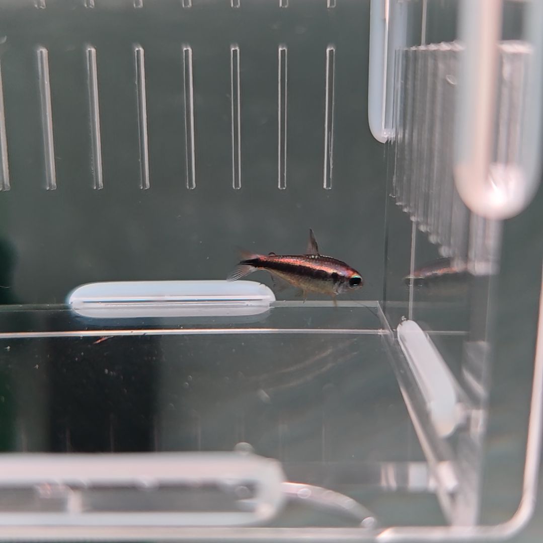 灯科鱼精选新流域幻彩蓝魔