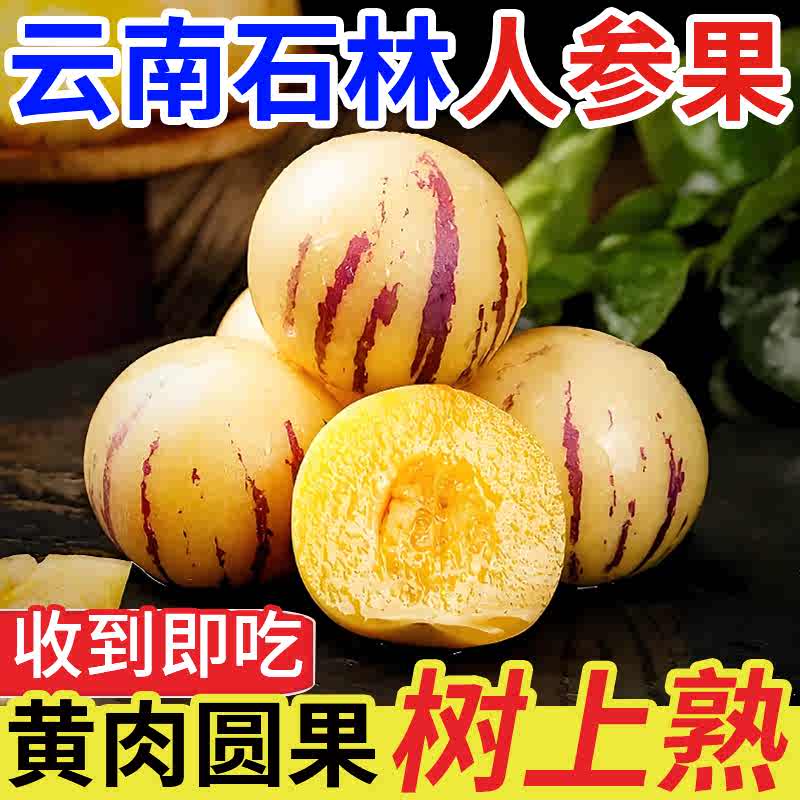 正宗云南石林人参果黄肉圆果果树上熟新鲜多汁当季水果