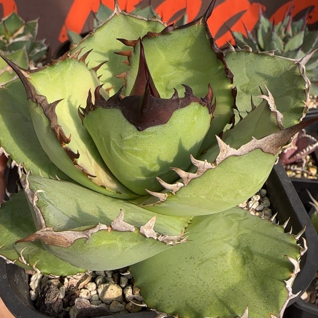 实生2号啦啦啦啦啦啦