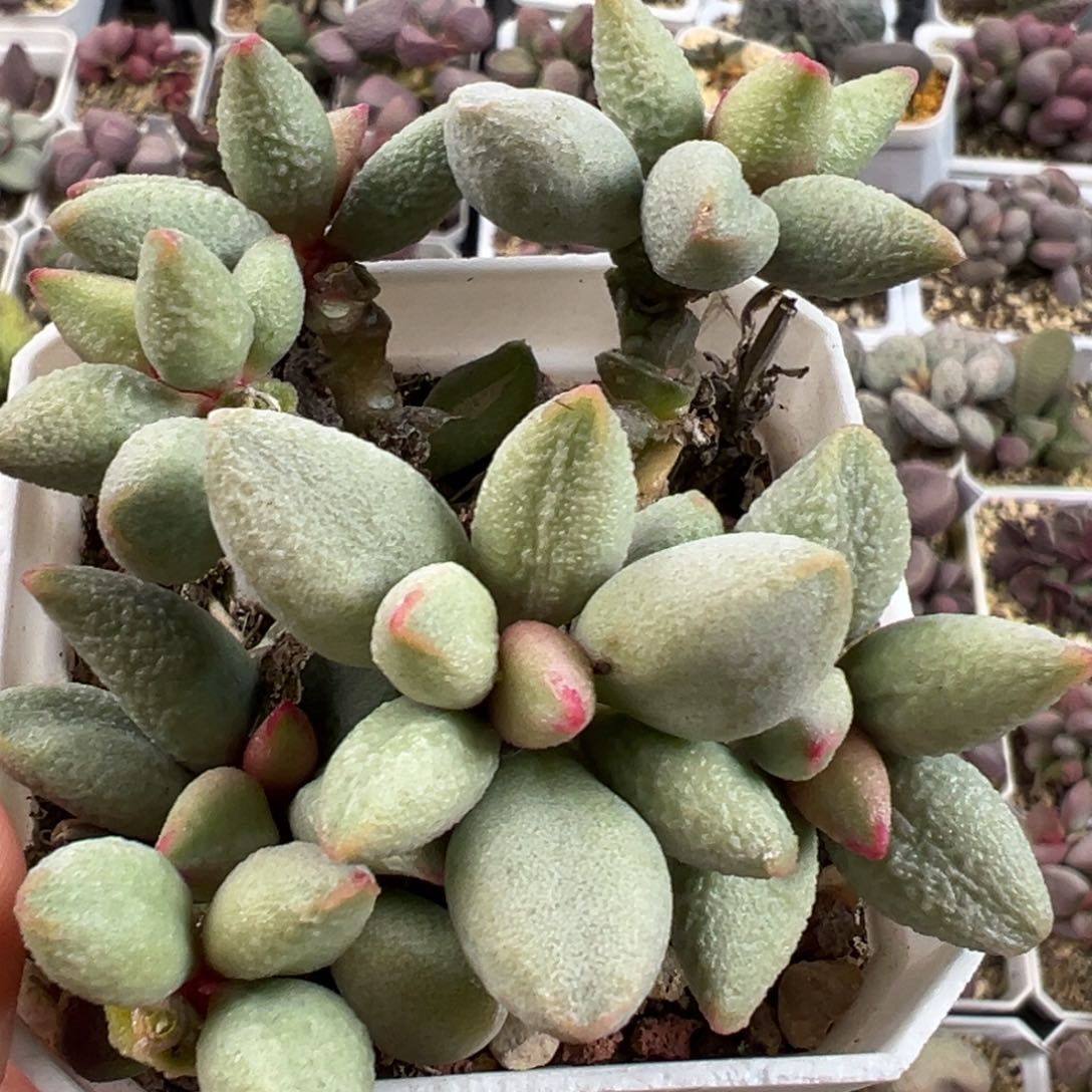 白糖豆百腹部多头纯木质