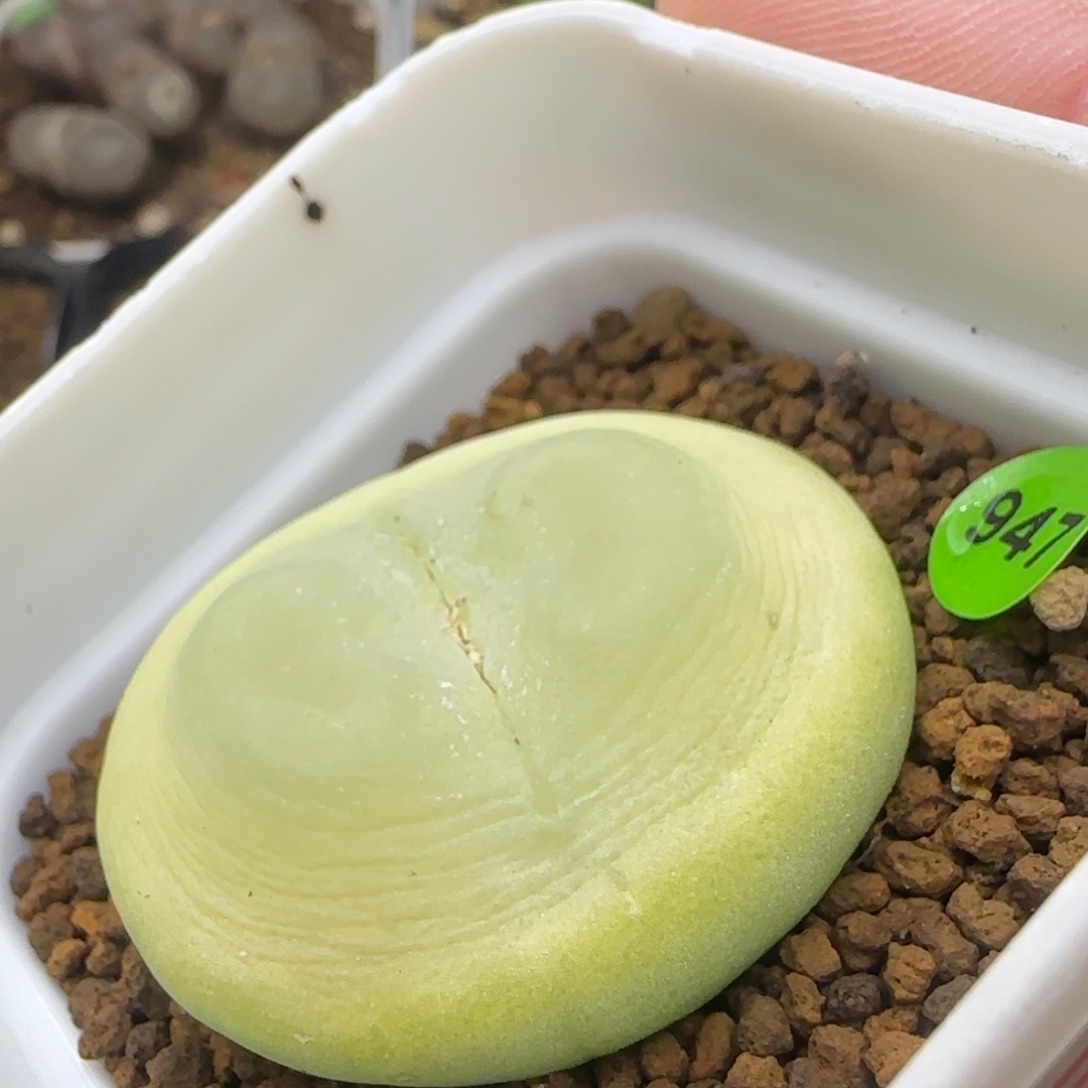 EF534大王拉登4.1+多肉947