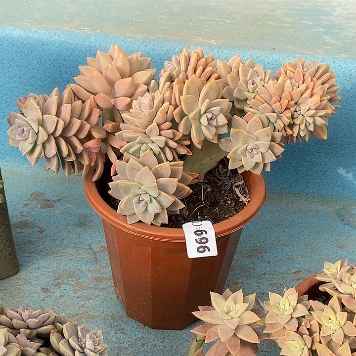 知***绉696淡雪缀多肉植物多肉