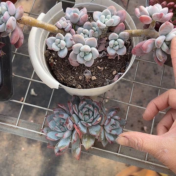 两单包邮，一物一拍