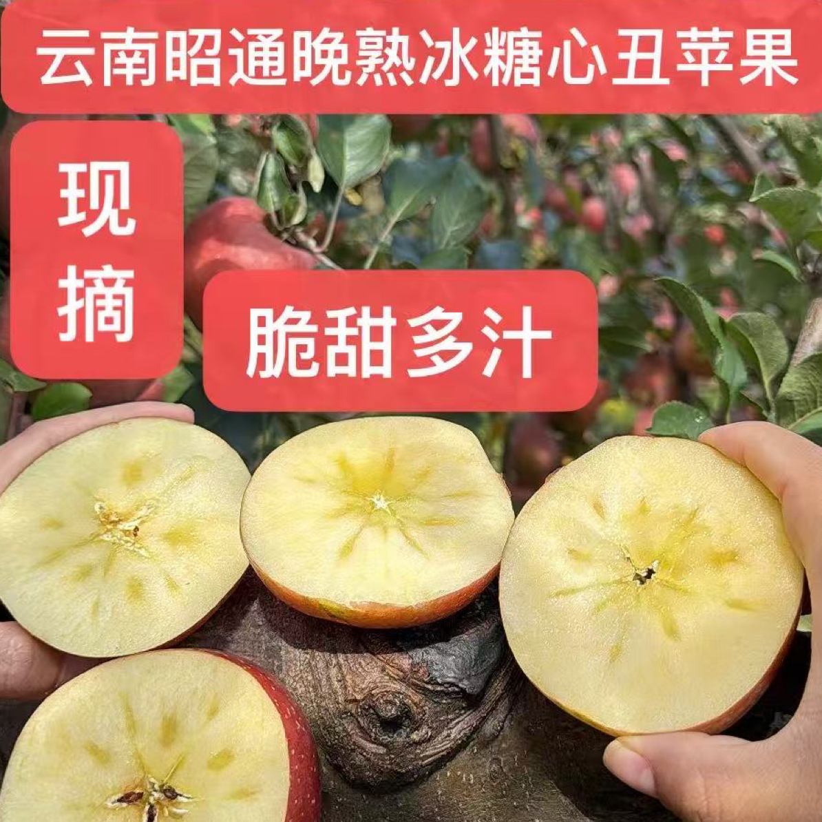 云南昭通晚熟冰糖心丑苹果/新鲜采摘/脆甜多汁/2斤/5斤装