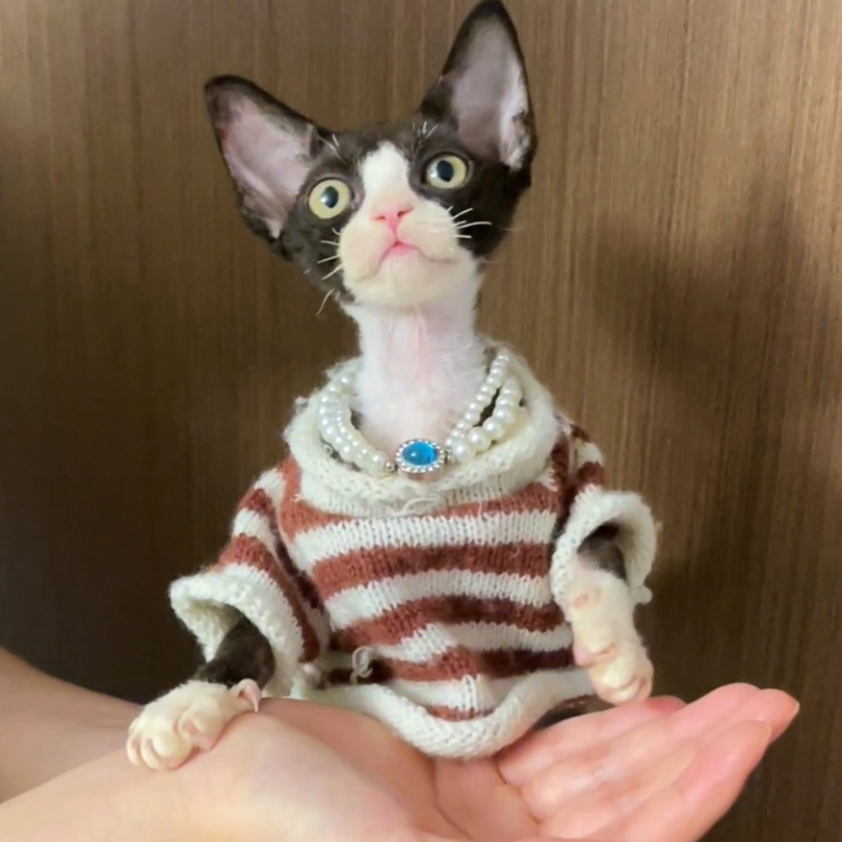 黑白弟弟德文卷毛猫