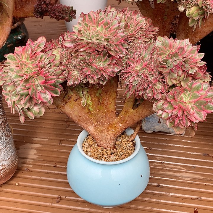 万白朵朵脱土发货啊