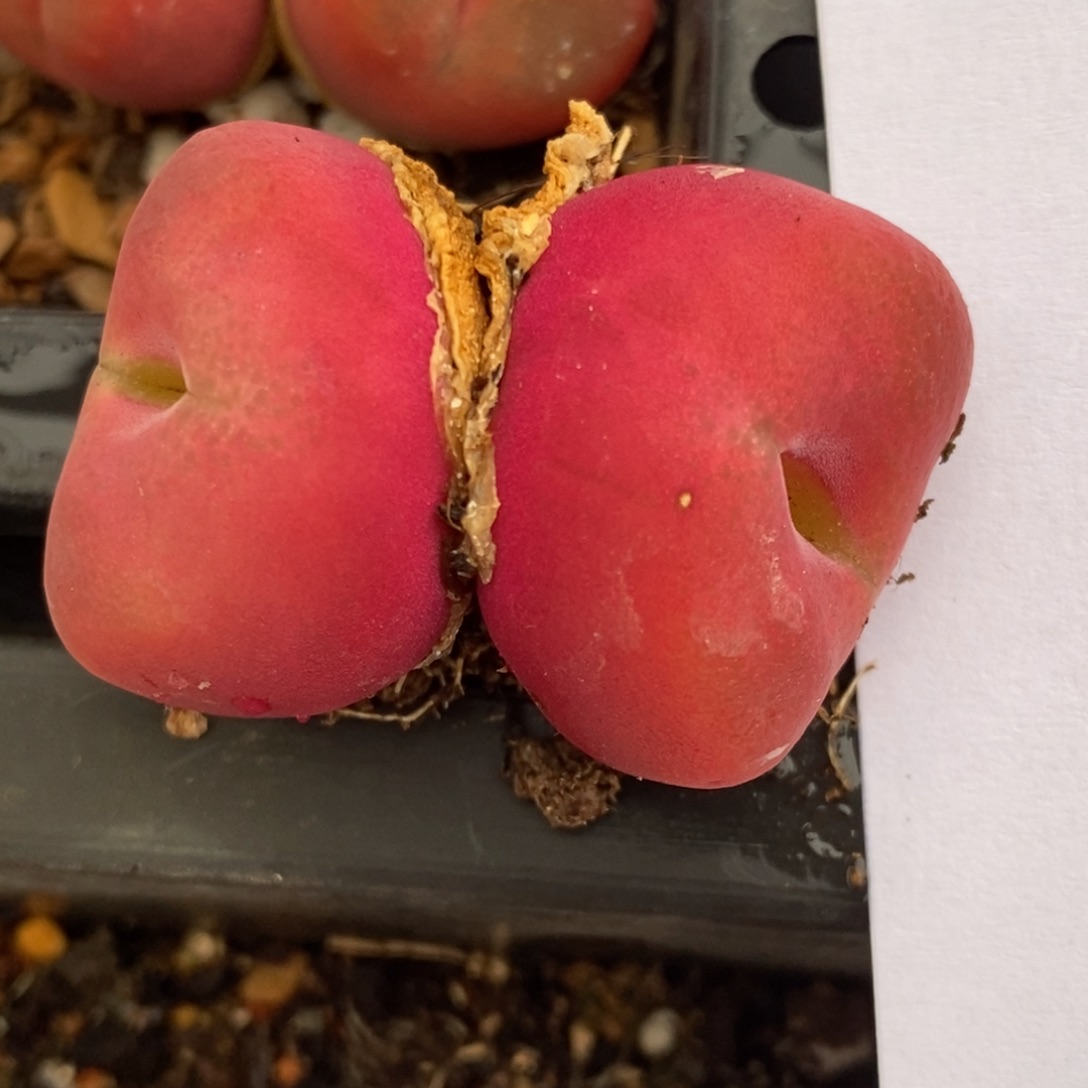 1827一颗一颗一颗