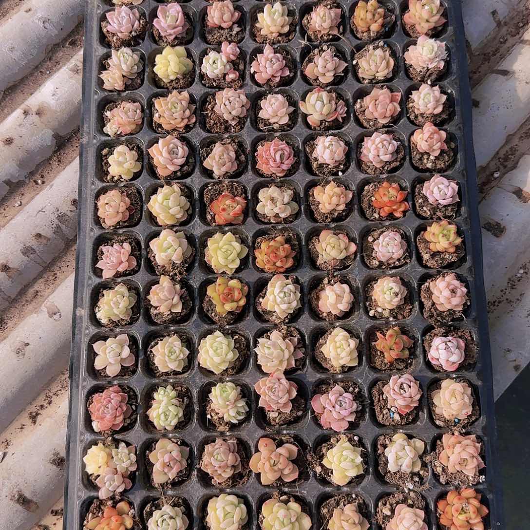 直播一物一拍多肉25