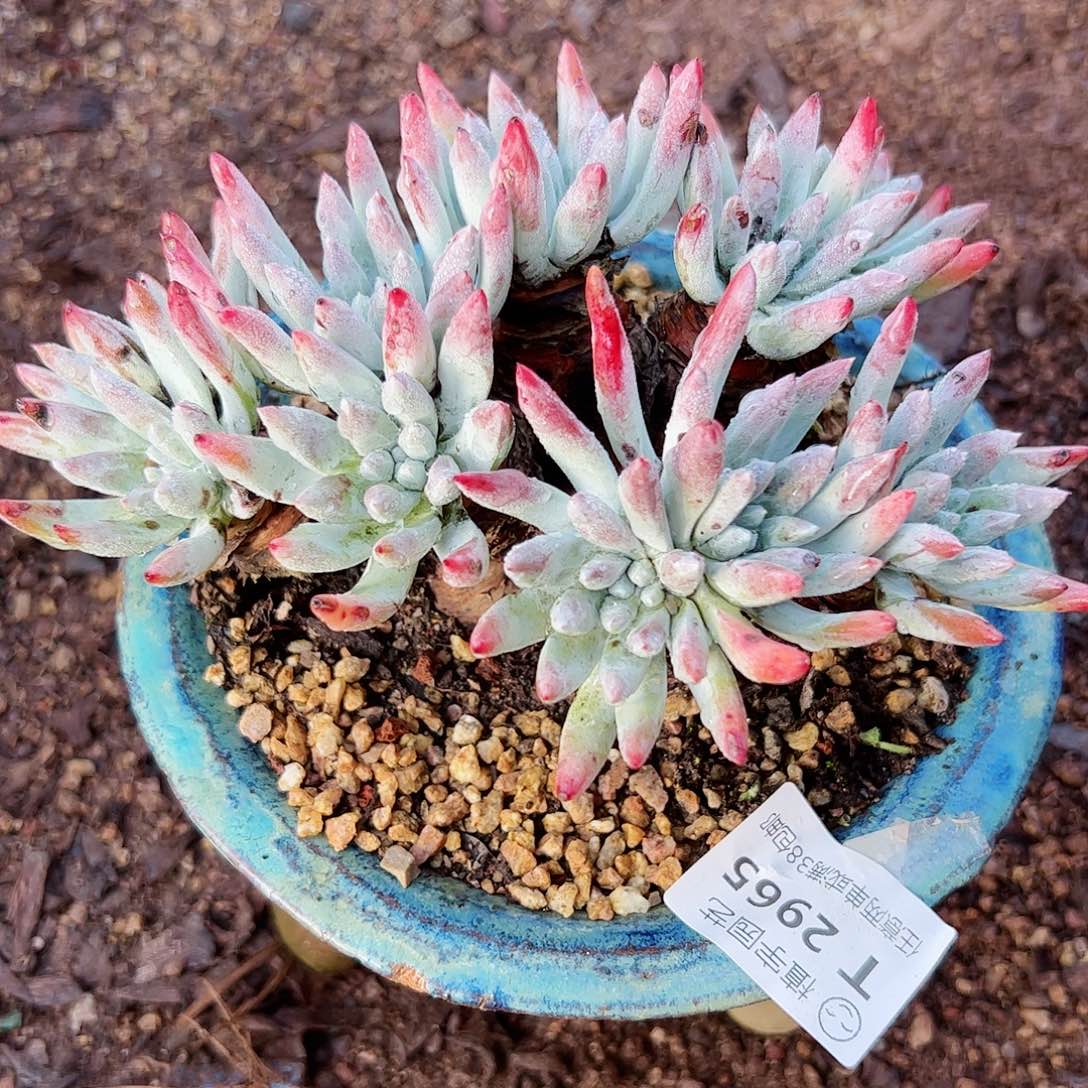2965野生海瑟仙女杯多肉