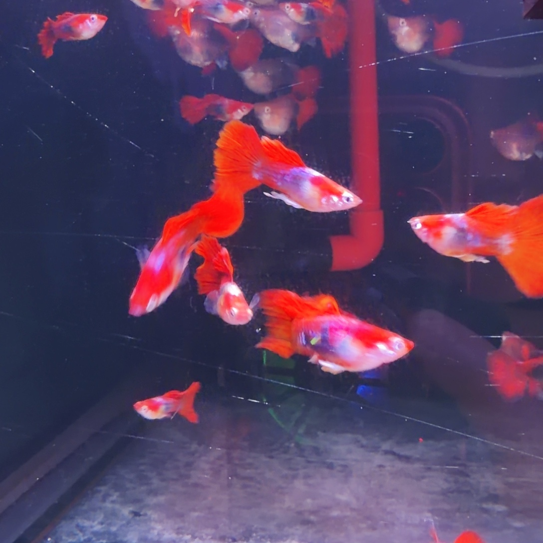 孔雀鱼黄暴球5条(3条送2条备损)