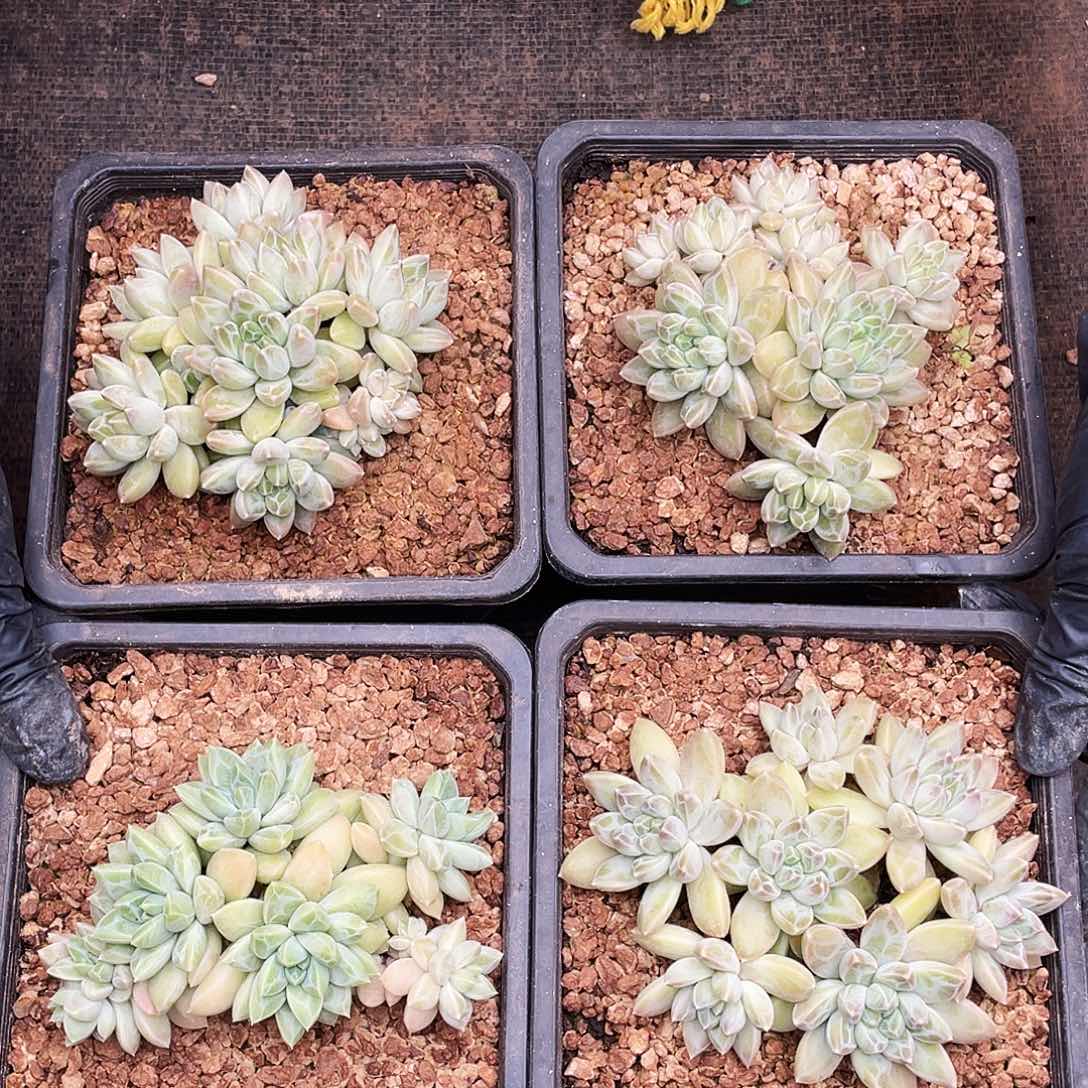 雨花石多肉    默认