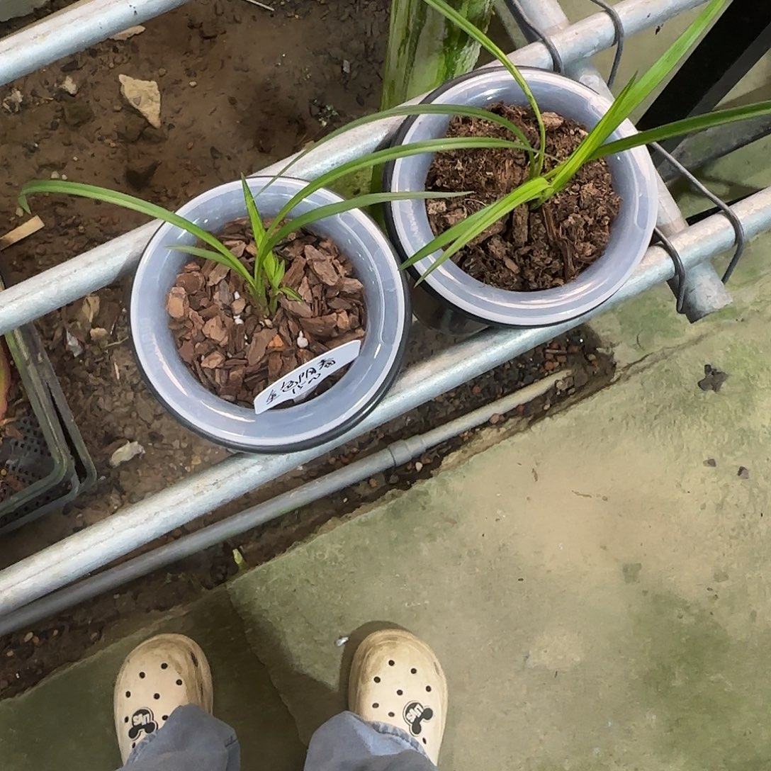 当前无花栽培后可以开花
