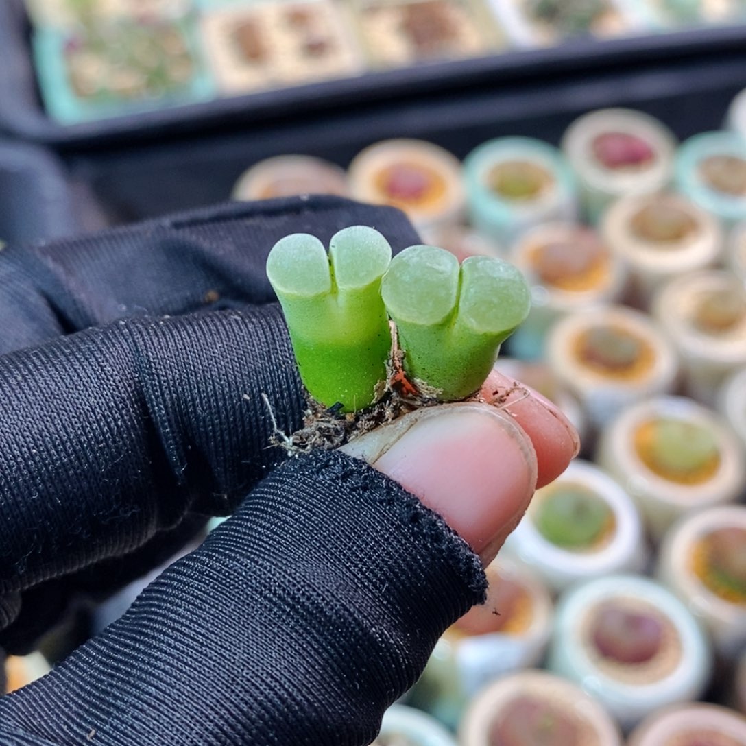 2612- 一物一拍 极窗