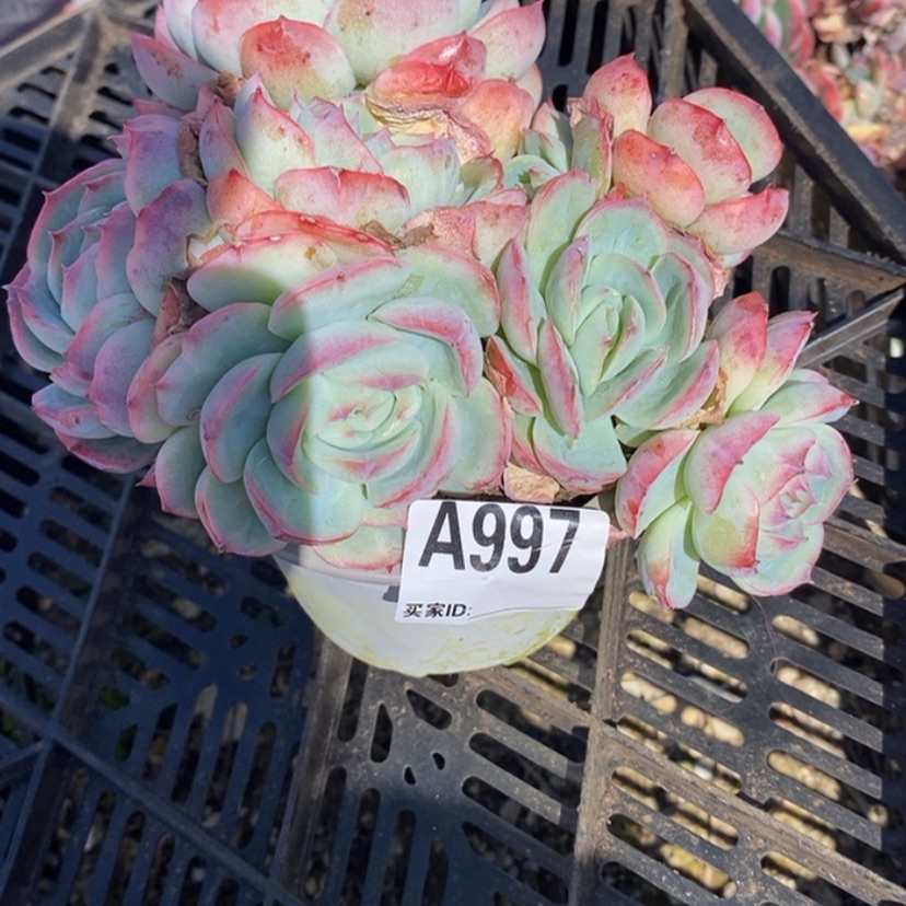 【闪购商品】阿*多肉植物