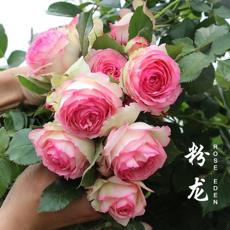 粉色龙沙宝石 爬蔷薇藤月季大花浓香型庭院阳台种植