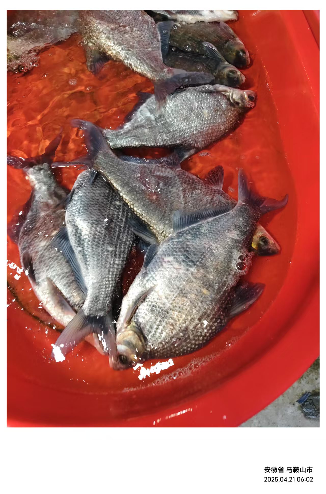 农村大塘口原生态的现场称重鱼