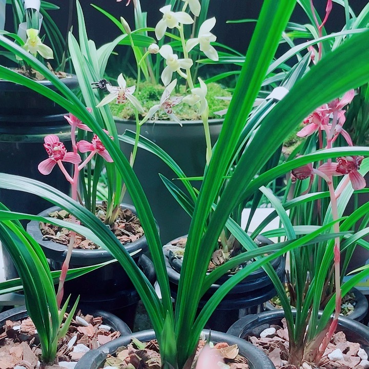 @***生无花朵一物一漂亮开花