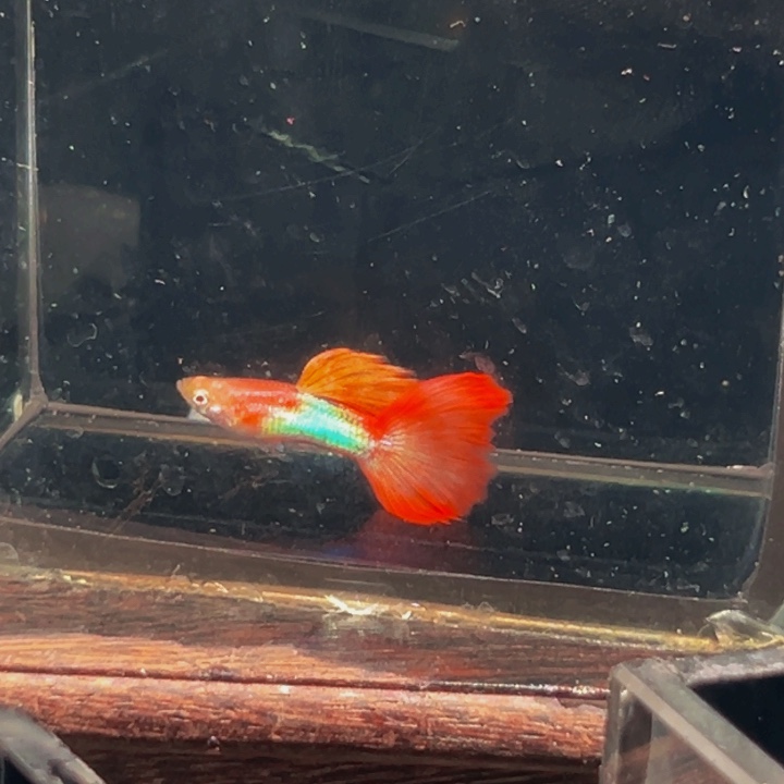 孔雀鱼金头蓝腰红尾8公5母带胎瑕疵