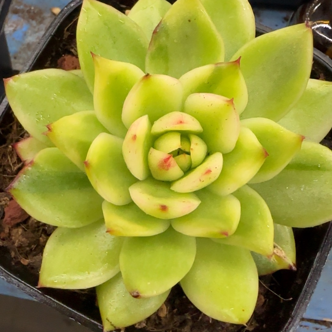 水晶锦多肉植物的
