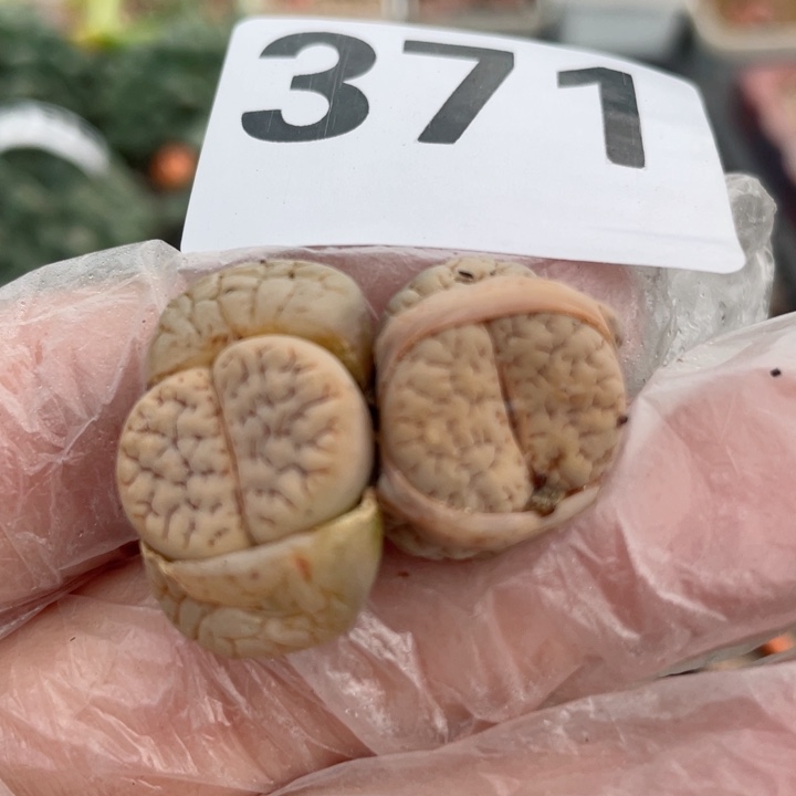 371荒玉母本两颗