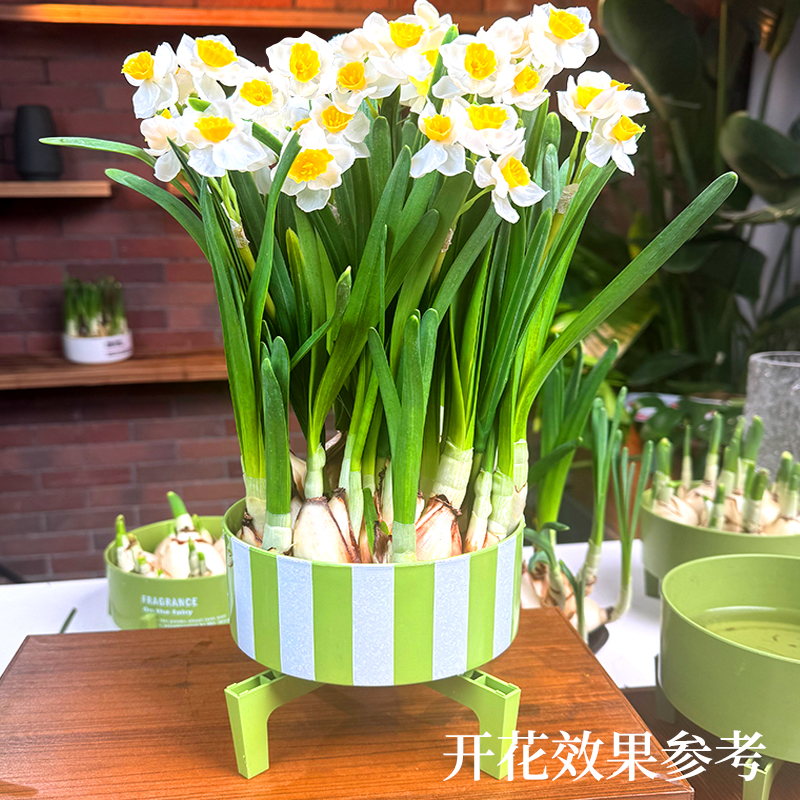 【白绿盆+两个八字切花王】正宗漳州水仙花易活好养水培