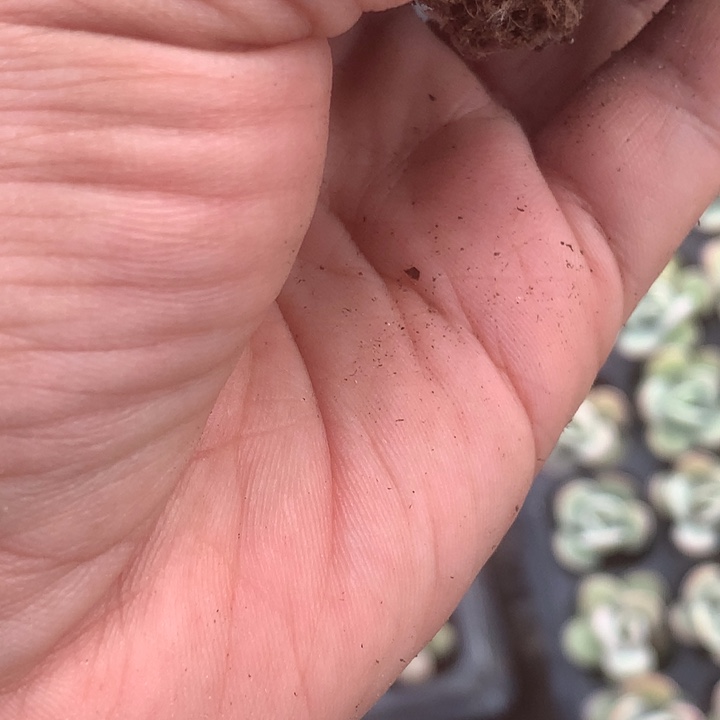 雪花美人。 糖果。大。包邮