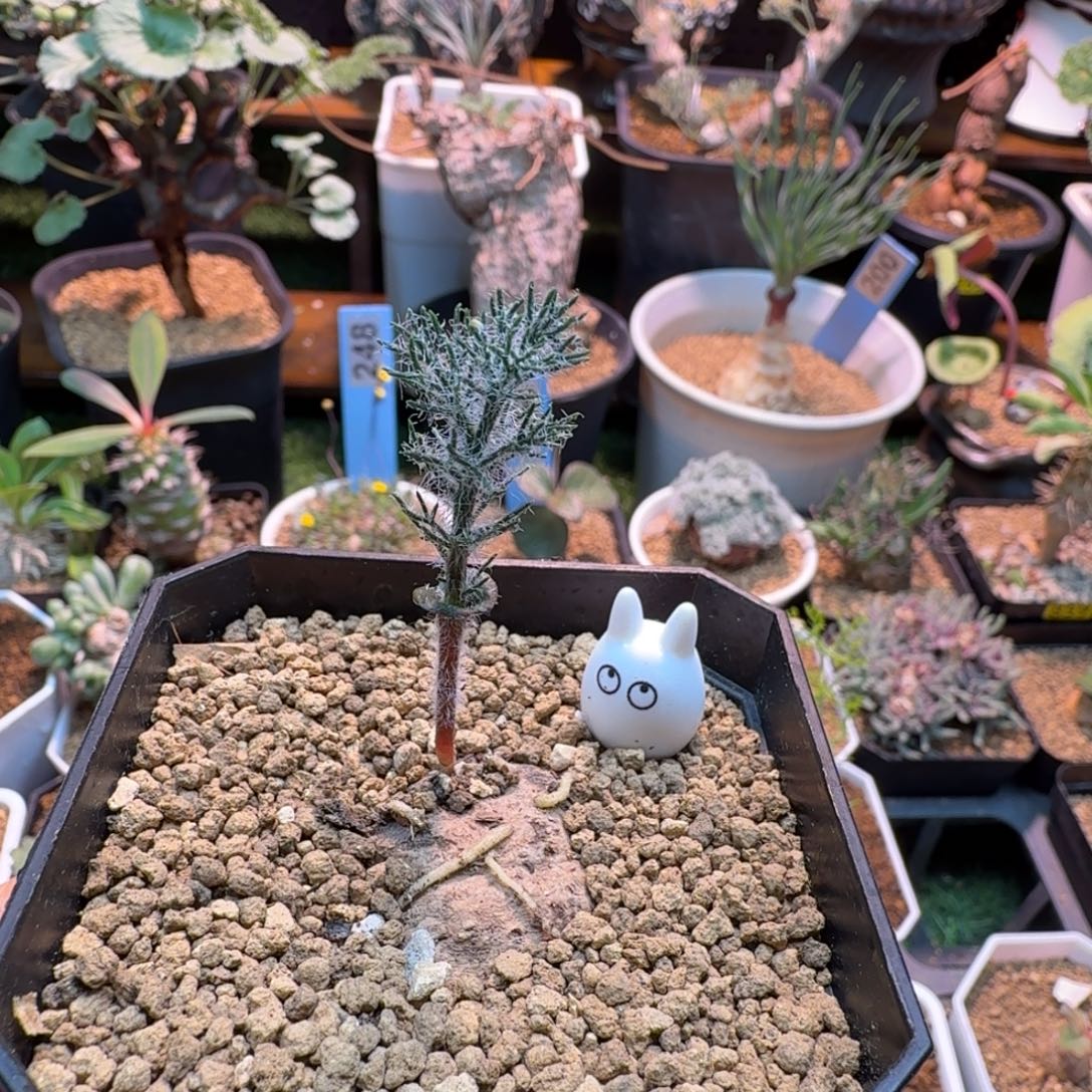 鸡毛掸子729 仙人掌