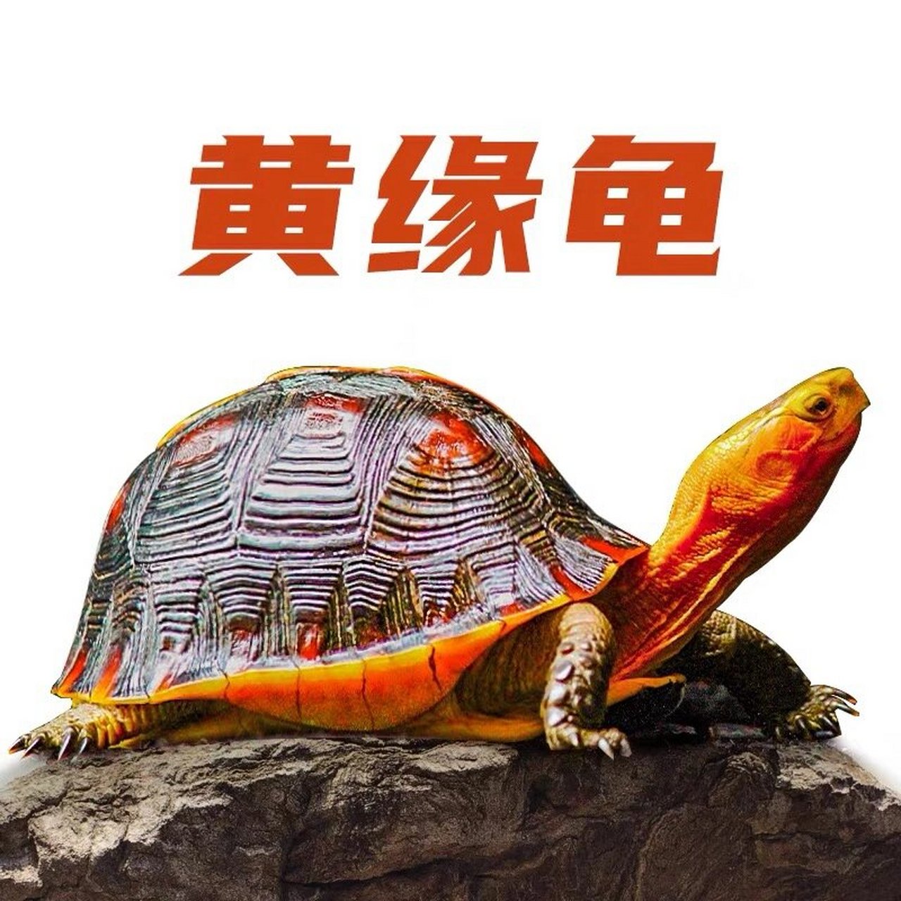 黄缘大陆缘台缘观赏小乌龟