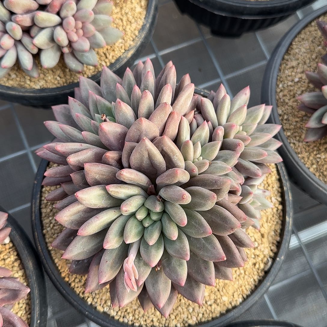 从前慢甄选多肉编号红蜻蜓