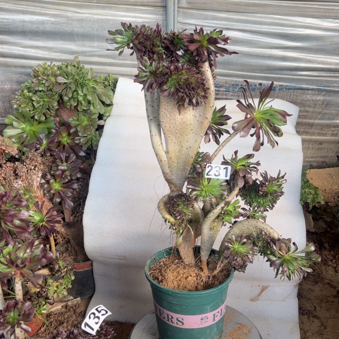 有伤黑缀231高度44厘米