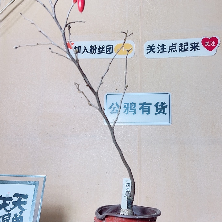 过***度无花朵哈哈呼呼呼