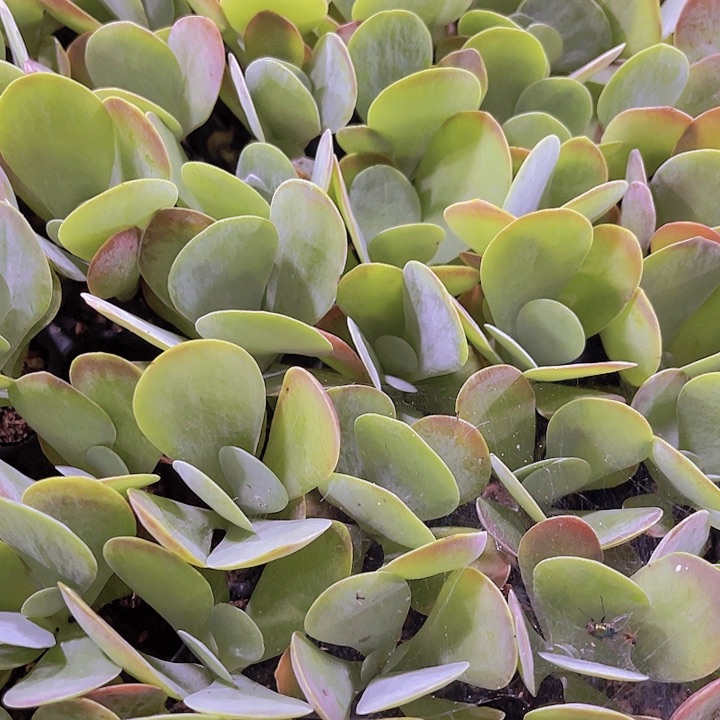 精品唐印多肉植物