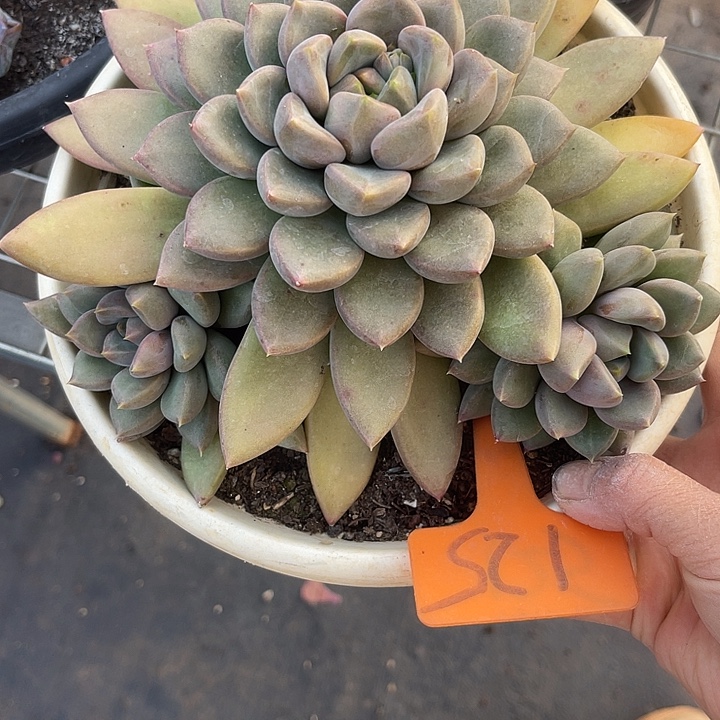 两单包邮，一物一拍125胖底象牙