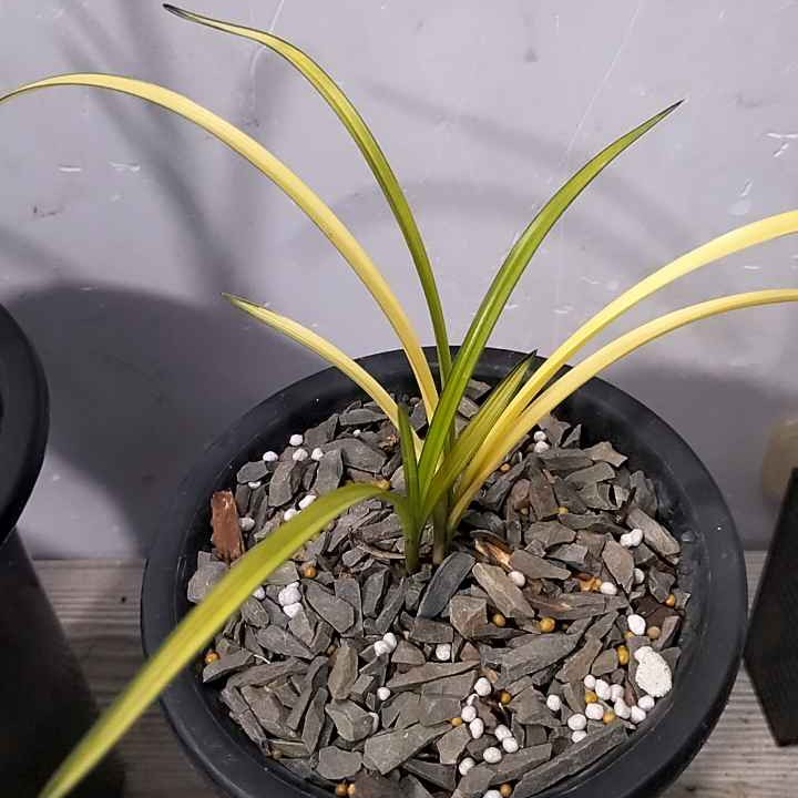 兰花室内盆栽蕙兰春兰春剑春季栽培开花