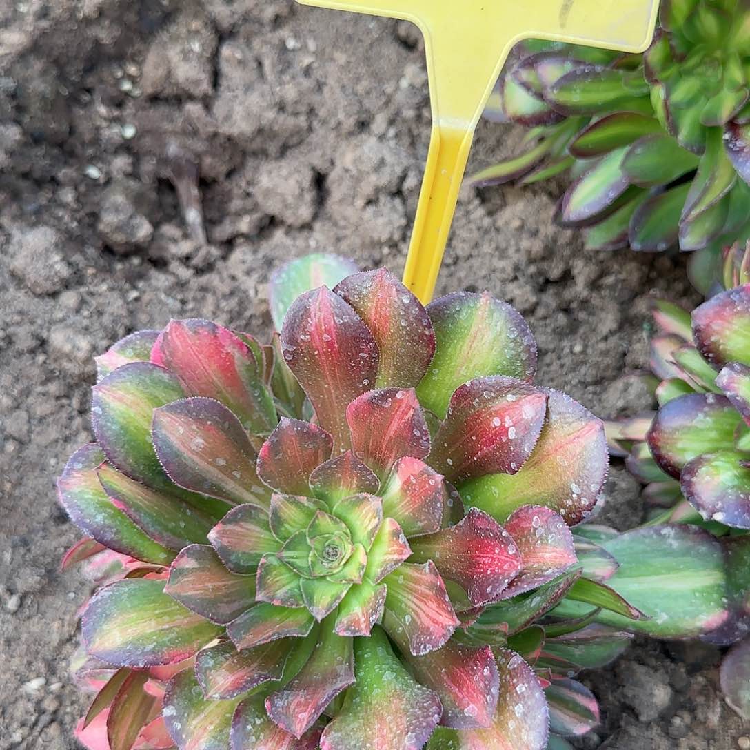 2-527+--流星雨多头