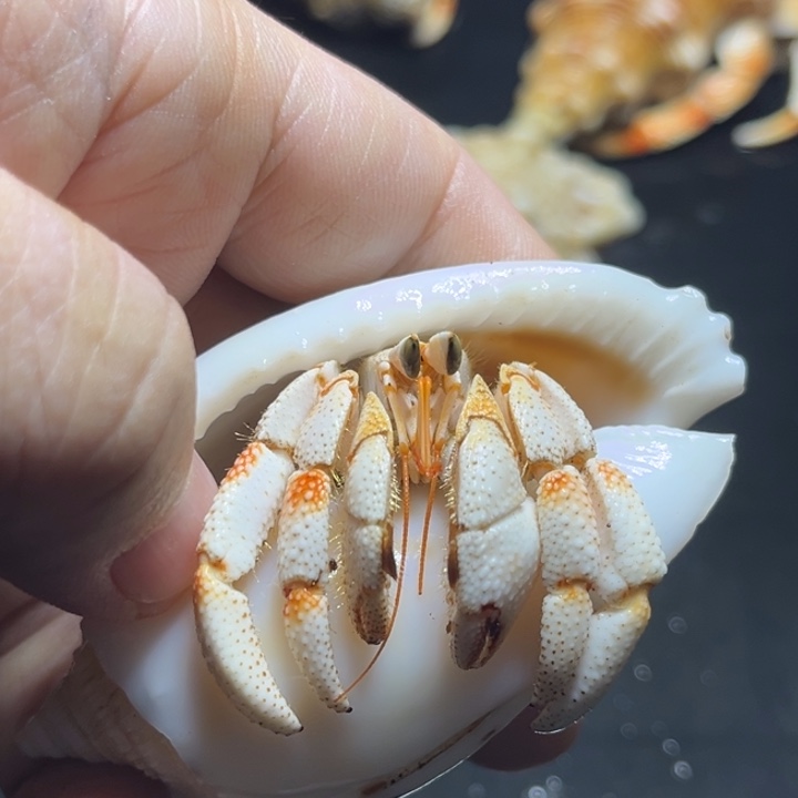 闪4号毛球2.2口径