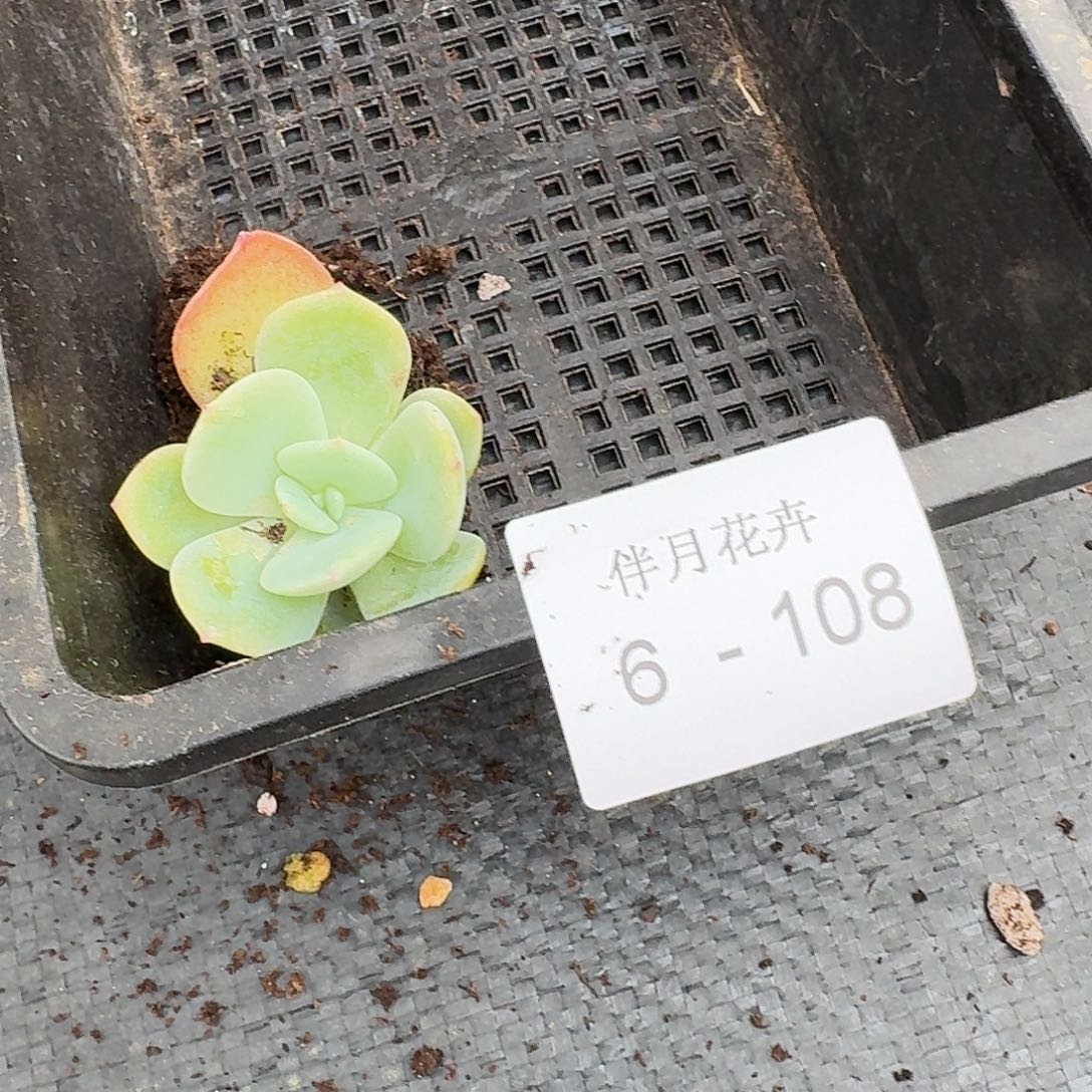 冰红茶一颗量拍6-108