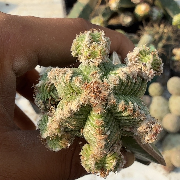 五星华龙仙人球嫁接0077