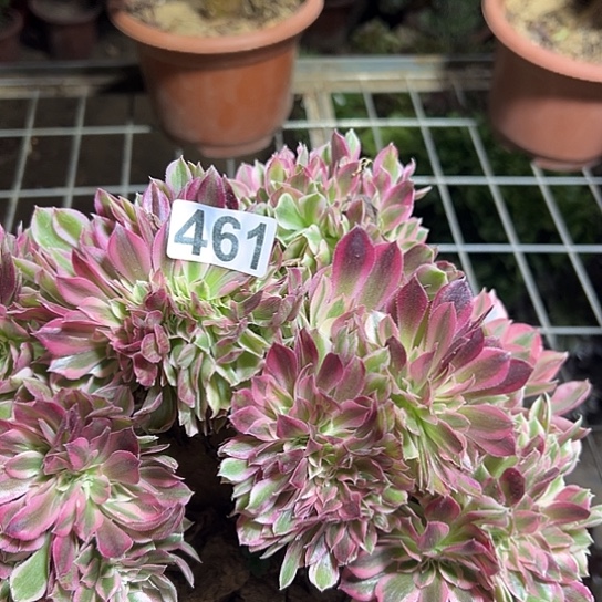 心***语多肉植物一个女巫461