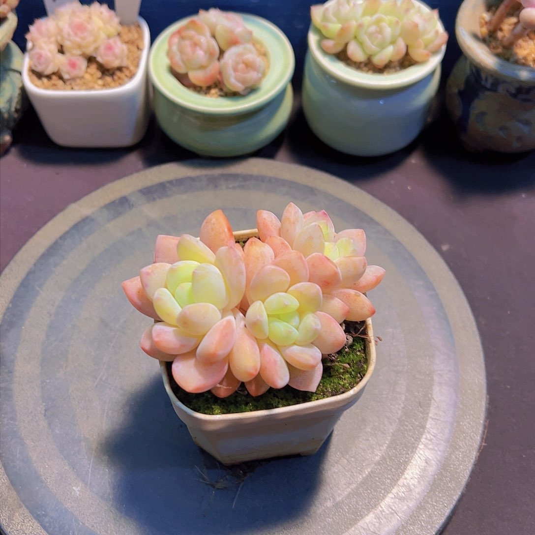 潇*妹冰玉杂，多肉植物，